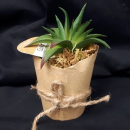 Agawa kaktus sztuczna roślina w papierowej doniczce eko dekoracja domu