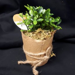 Bukszpan sztuczna roślina w papierowej doniczce eko dekoracja domu