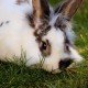 Animals suchy pokarm dla królika pełnoporcjowy 500g