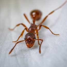 Skuteczny środek BROS preparat trutka proszek na mrówki 100 g