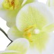 Lateksowy zielony storczyk sztuczny PHALAENOPSIS gałązka kwiatowa