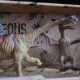 Zestaw figurek dinozaurów 6szt