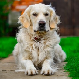 Tabliczka uwaga pies GOLDEN / tabliczka ostrzegawcza pies golden