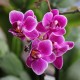 Podłoże Orchidea ziemia do storczyków orchidei naturalne Biovita 3L