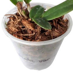 Gotowe podłoże ziemia do orchidei storczyków Substral 3L, zdjęcie 3