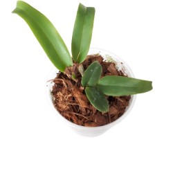 Gotowe podłoże ziemia do orchidei storczyków Substral 3L, zdjęcie 4