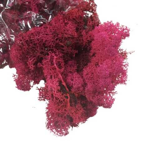 Chrobotek reniferowy 250g mech ozdobny Carmin Red worek