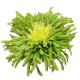 Duża sztuczna chryzantema igiełkowa zielono-żółta chryzantema główka
