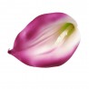 Kalla sztuczny kwiat calla główka wyrobowa biało-fioletowa