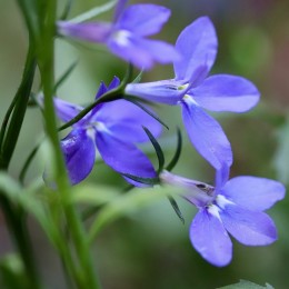 Nasiona lobelia przylądkowa niebieska 2g długo i obficie kwitnąca