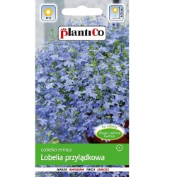 Nasiona lobelia przylądkowa niebieska 2g długo i obficie kwitnąca