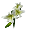 Sztuczne lilie gałązka biało-zielona / sztuczna lilia gałązka dekoracja
