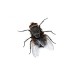 Lep na muchy owady komplet 4 sztuki (taśma klejąca)