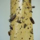 Lep na muchy owady komplet 4 sztuki (taśma klejąca)