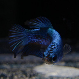 Tropical Betta Soft Food 5 g karma dla bojowników