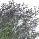 Jesienna gałązka bukiet sztuczna roślina tuja cyprysik 35 cm
