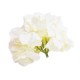 ECRU hortensja wyrobowa duża główka kwiat sztuczny sklep internetowy